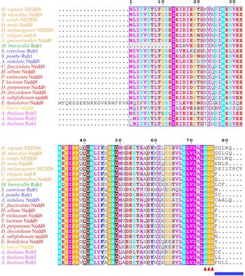 The Cellular and Developmental Roles of Cullins, Neddylation, and the COP9 Signalosome in Dictyostelium discoideum